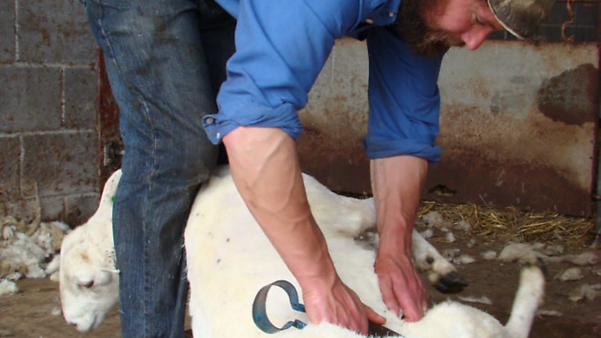 How to shear your sheep properly - Country Smallholding