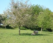 Finding the opportunities for trees on your smallholding
