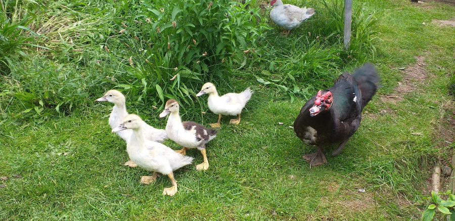 Why the Muscovy is ‘the Marmite of ducks’