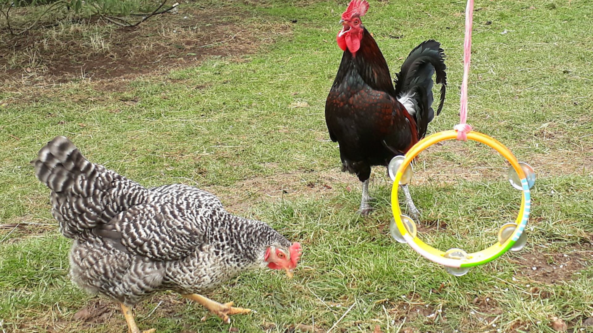 do-chickens-appreciate-music-country-smallholding