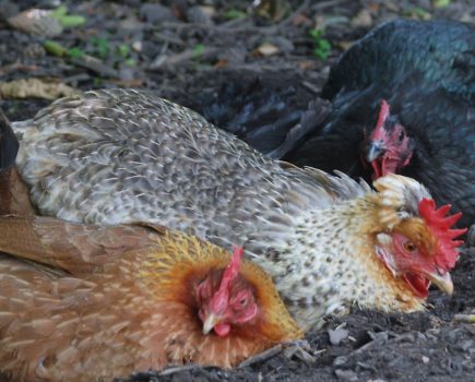 The ritual of chicken dust baths