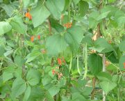 How to make the most of summer on the veg patch