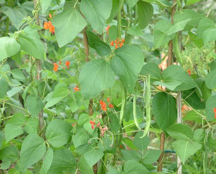 How to make the most of summer on the veg patch