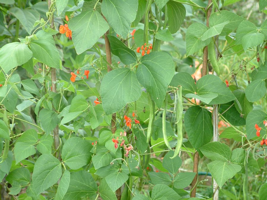 How to make the most of summer on the veg patch