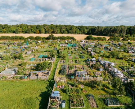 My allotment: a calm alternative to the world of politics