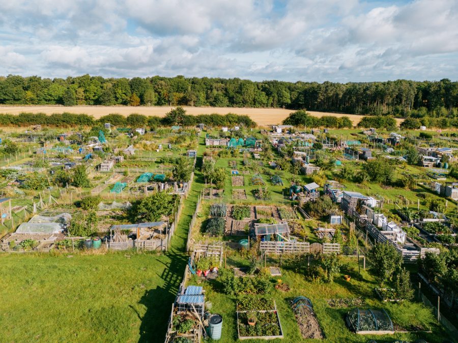 My allotment: a calm alternative to the world of politics