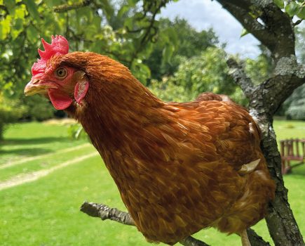 Summertime essentials for happy hens