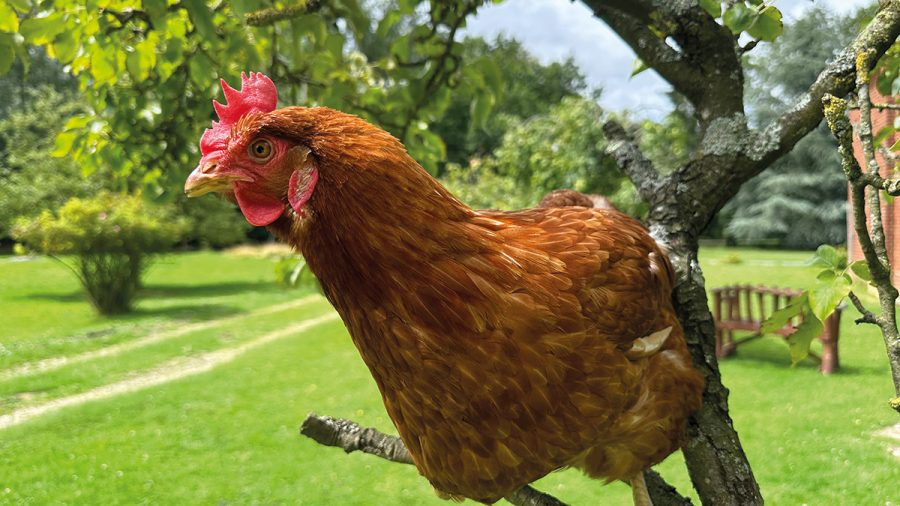 Summertime essentials for happy hens