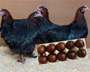 Pure breeds that lay dark brown eggs