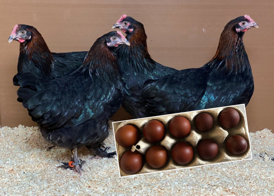 Pure breeds that lay dark brown eggs