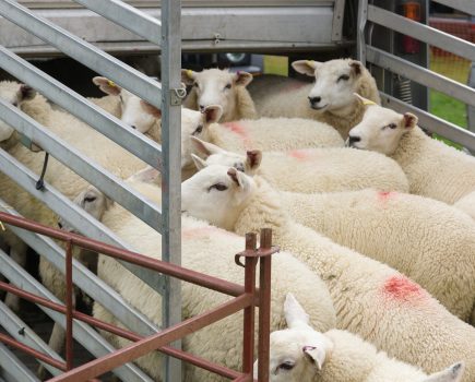 Wales approves the mandatory use of CCTV in slaughterhouses