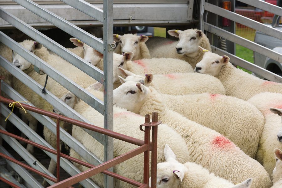 Wales approves the mandatory use of CCTV in slaughterhouses