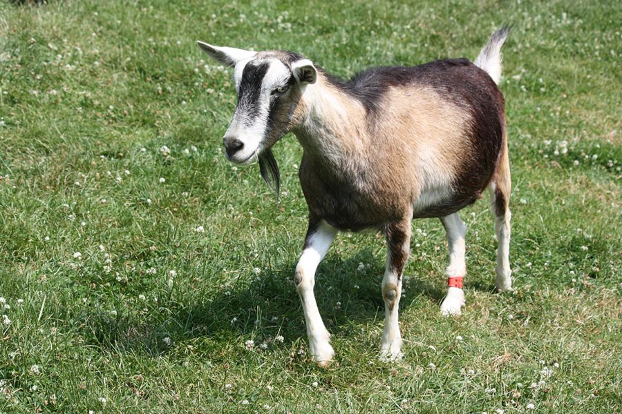 Natalie the goat and her contribution to animal welfare science