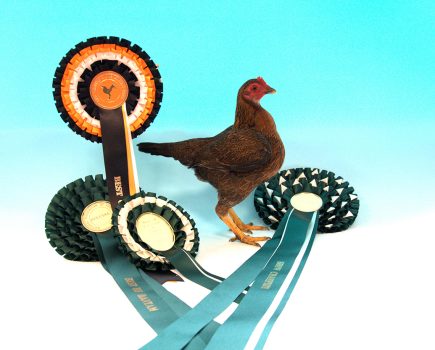 How to get the perfect picture of your poultry