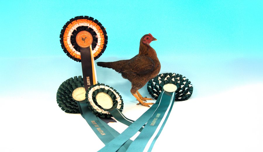 How to get the perfect picture of your poultry