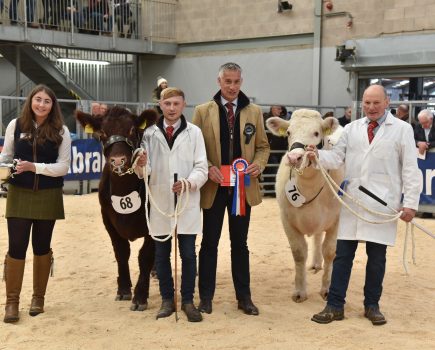 Females lead the trade for beef Shorthorns at Stirling