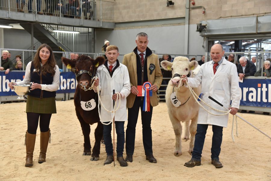 Females lead the trade for beef Shorthorns at Stirling