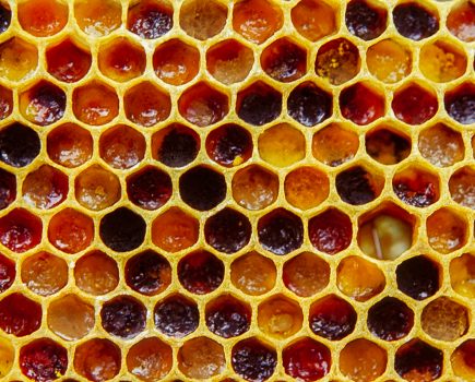 From pollen to honey