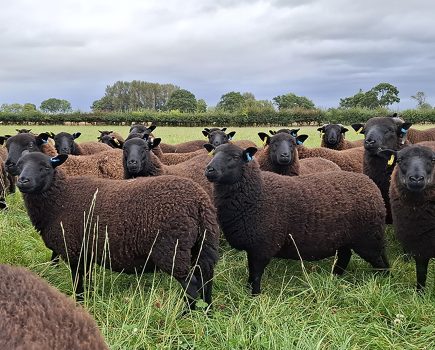 How to keep disease out of your flock