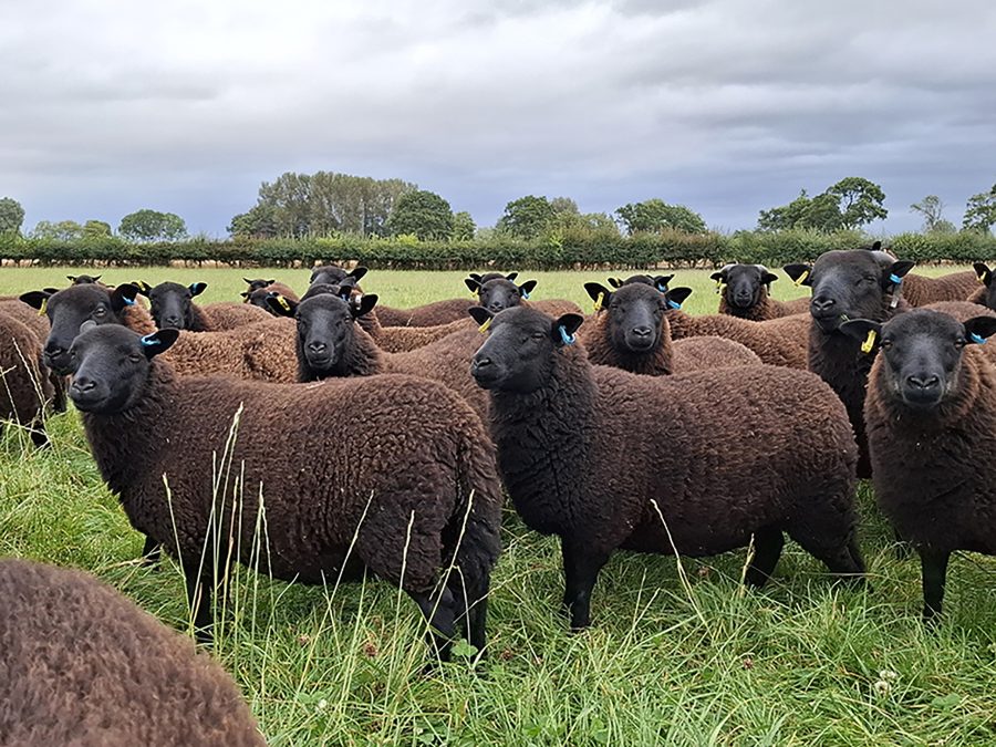 How to keep disease out of your flock