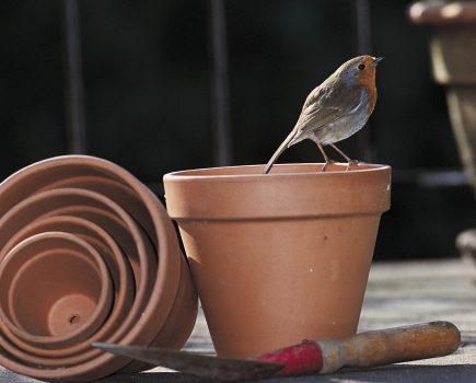 Ask the expert: why are robins associated with Christmas? 