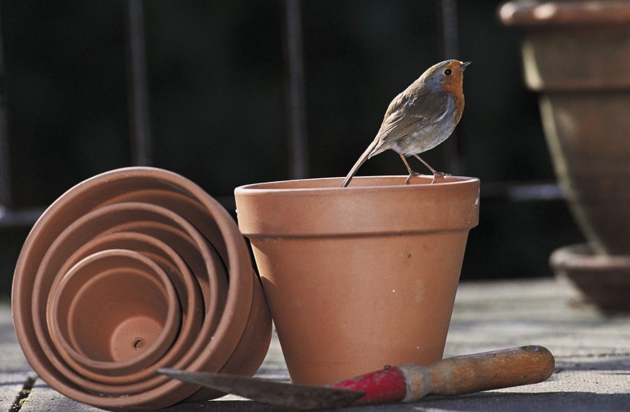 Ask the expert: why are robins associated with Christmas? 