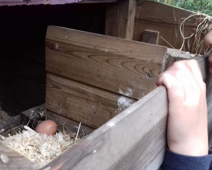 A special bond: autism and chickens