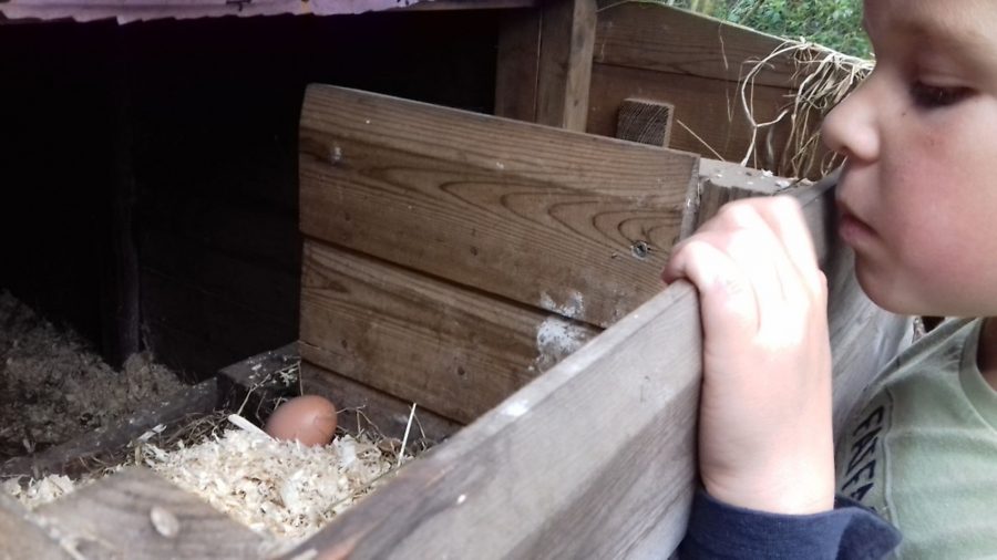 A special bond: autism and chickens