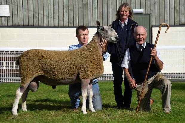 Strong Support for NSA Wales and Border Main Ram Sale