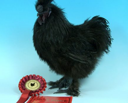 The 2014 National Poultry Show was a knockout