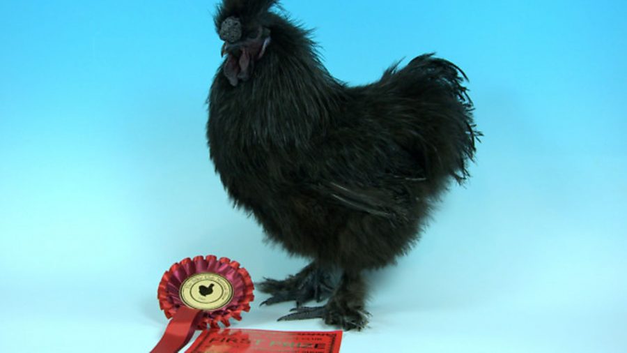 The 2014 National Poultry Show was a knockout