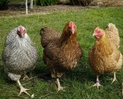 Colourful companions: discovering the joys of Wyandotte bantams