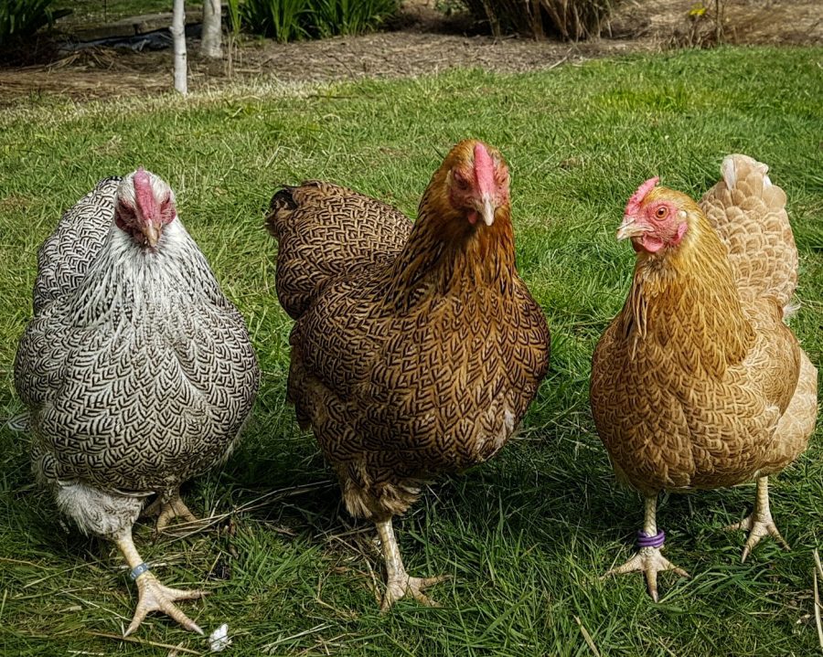 Colourful companions: discovering the joys of Wyandotte bantams