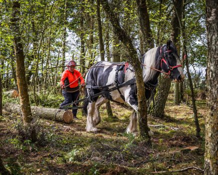 Strong as oaks: horsepower harnessed to ensure a sustainable future for Scotland’s forests