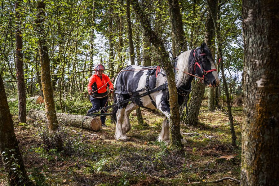 Strong as oaks: horsepower harnessed to ensure a sustainable future for Scotland’s forests