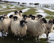 Should sheep be inside or outside in the cold weather?