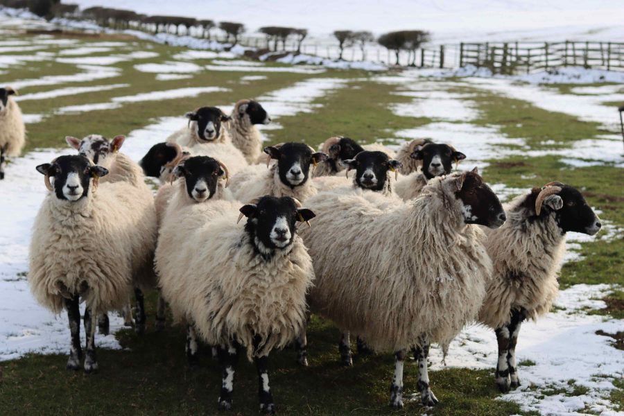 Should sheep be inside or outside in the cold weather?