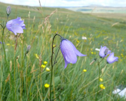 20-year research project reveals devastating loss of British and Irish flora