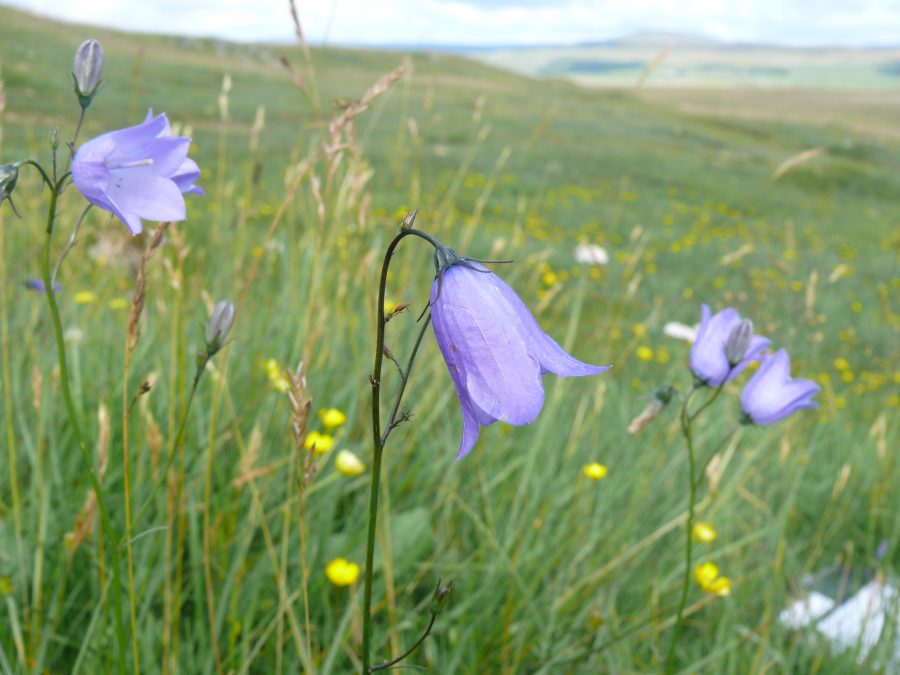 20-year research project reveals devastating loss of British and Irish flora