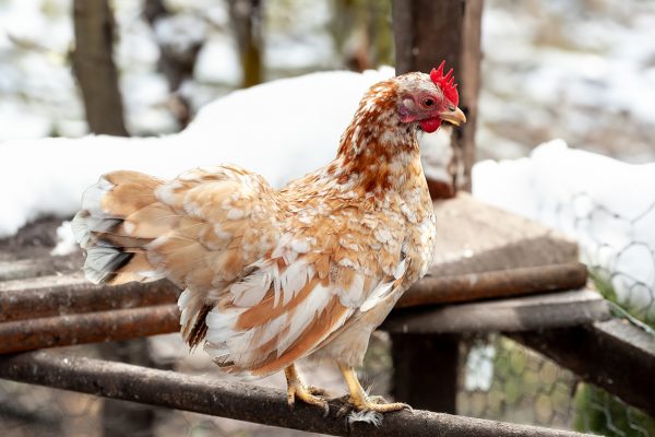 How to bring Christmas cheer to your bantams this season