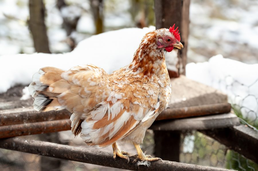 How to bring Christmas cheer to your bantams this season