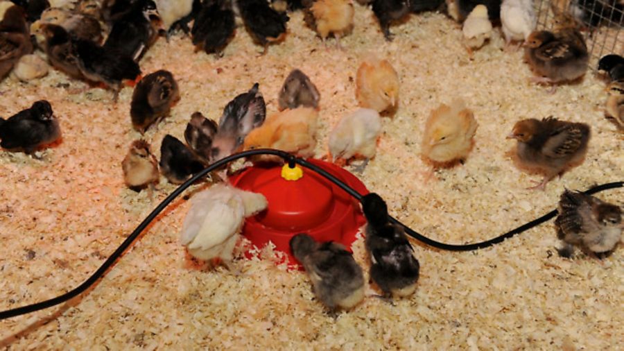 Q & A: concern over hatching cockerels