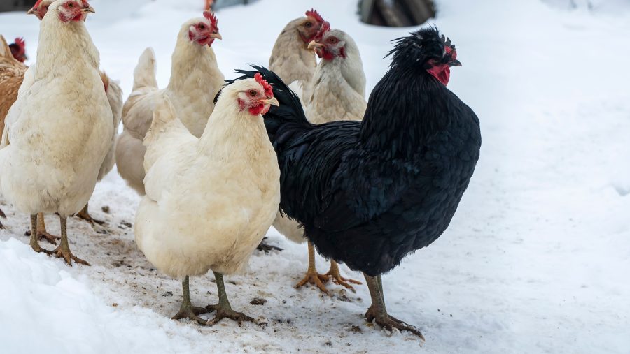 A better winter than last? The Poultry Vet is optimistic…
