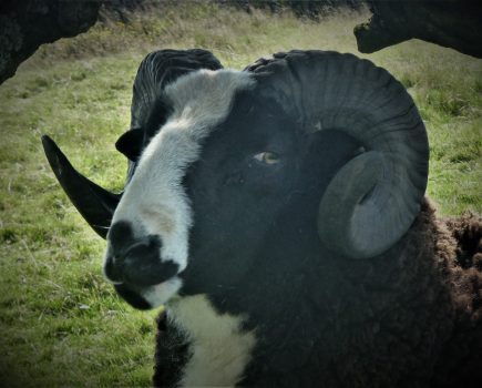 Why Jacob sheep are perfect for smallholders