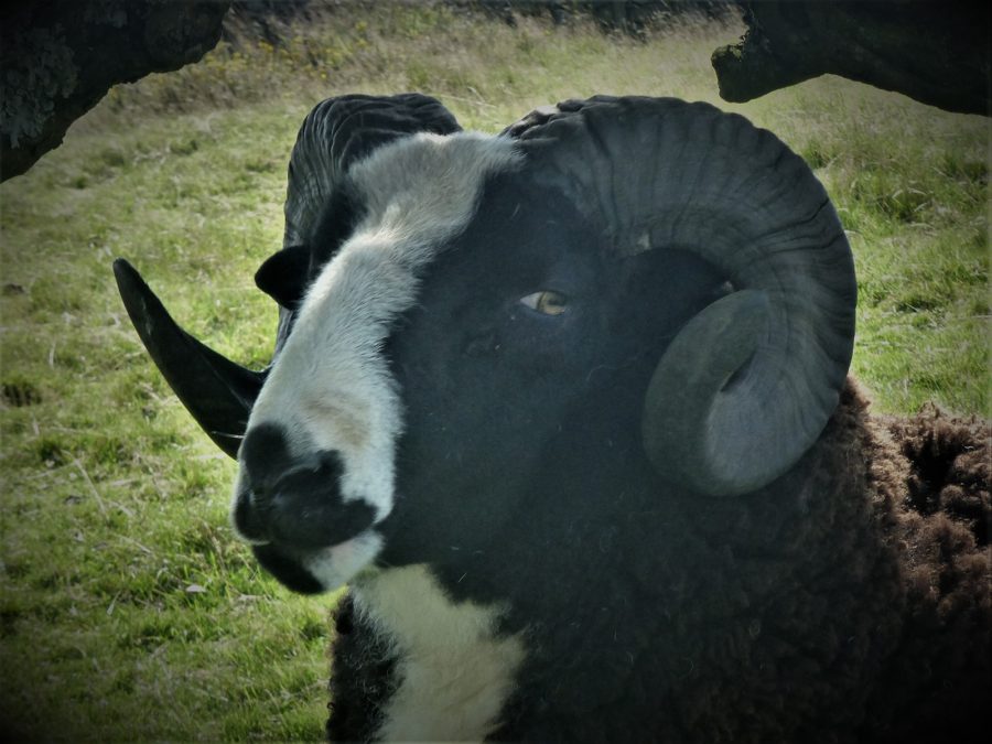 Why Jacob sheep are perfect for smallholders