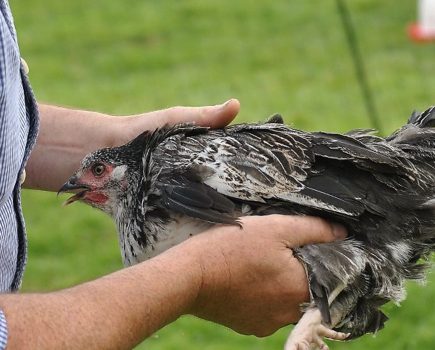 Three poultrymen debate the price of chickens