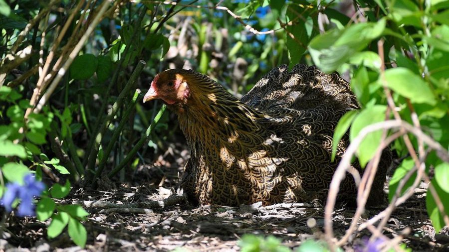 Chicken coops – the dos and don’ts!