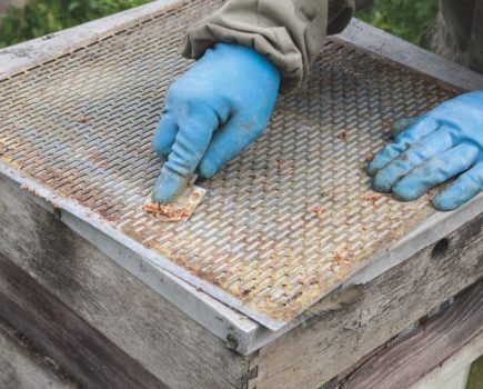 Beekeeping in winter: preparing for the new season