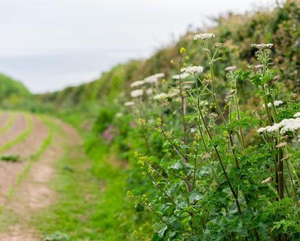New hedgerow regulations explained