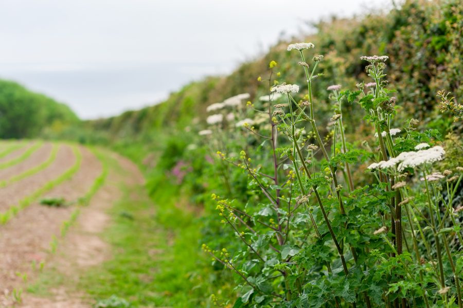 New hedgerow regulations explained